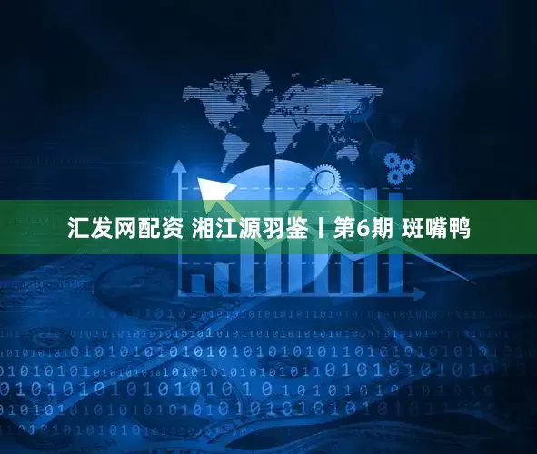 汇发网配资 湘江源羽鉴丨第6期 斑嘴鸭